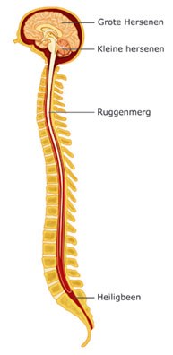 Uitgebreide uitleg over Cranosacraal Therapie